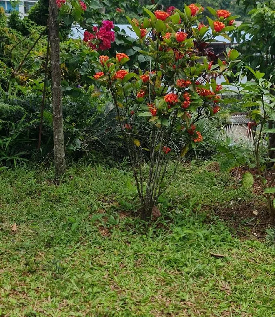 Wagi Villa 